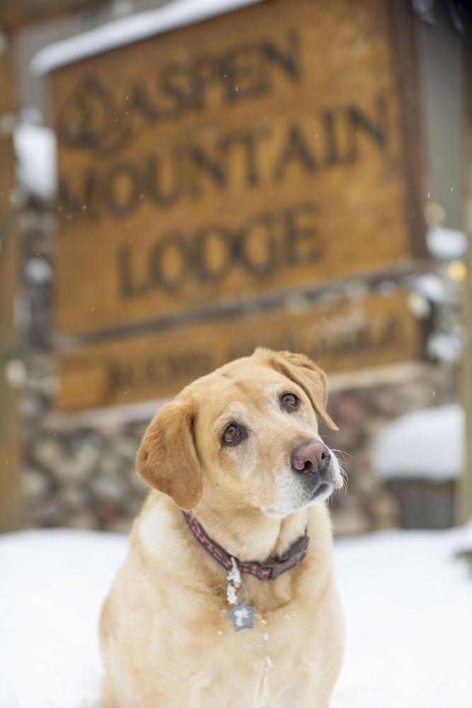 Aspen Mountain Lodge Eksteriør bilde
